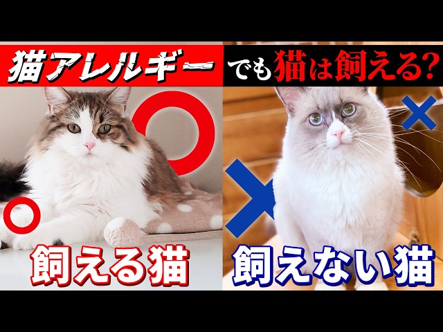 How to Deal with Cat Allergies and Recommended Breeds: A
