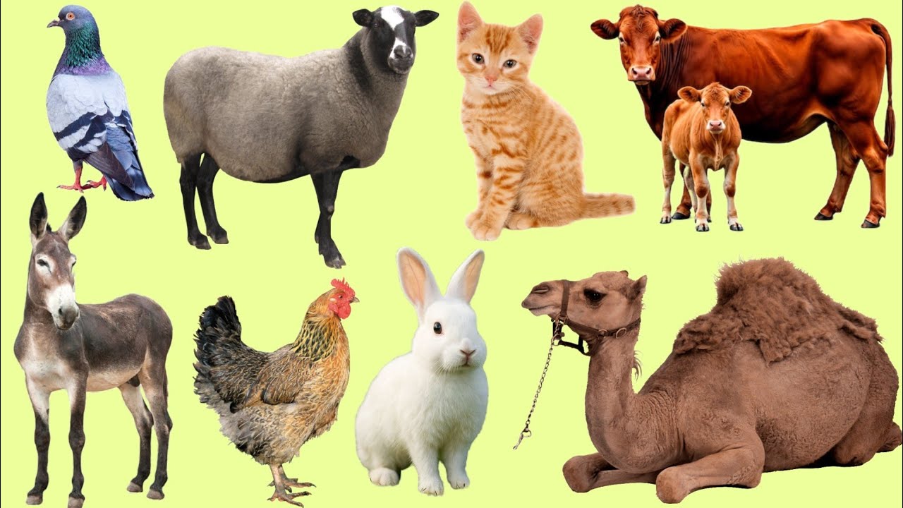Animals 🦆🐶Sounds For Kids | Animals Sounds | Horse, donkey,camel,goat, black panther, kangaroo 