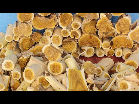 Video: Lomljivo Drvo Krkavine