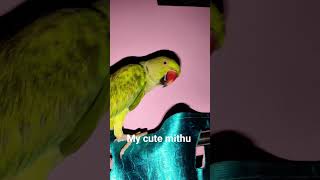 #funny #parrot #baby #talkingparot #mithukibatain #comedy #birds #pets #music #viral #trending #cute