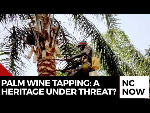Palm Wine Tapping: A Heritage Under Threat?