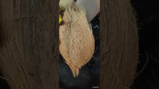 Kobbarikya For Puja Or Narikela Or Coconut For Puja