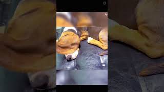 #video #funny #funnypets #pets #funnyanimals #cutedog