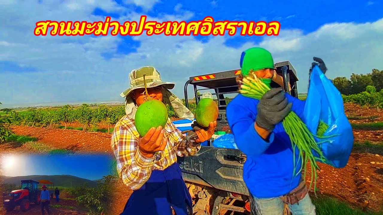 งานป่ามะม่วงประเทศอิสราเอลแรงงานไทยในประเทศอิสราเอล