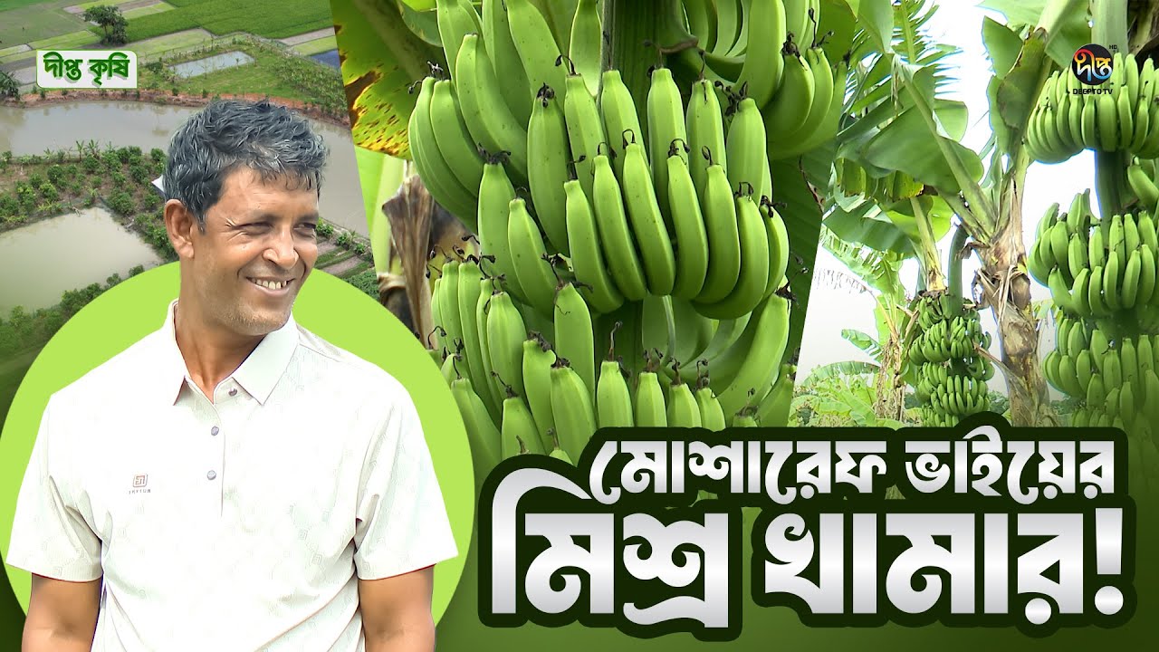 Deepto Krishi l মিশ্র খামার মানেই বহুমুখী সম্ভাবনা!  মোশারেফ ভাইয়ের সাফল্যের গল্প l Ep 1733