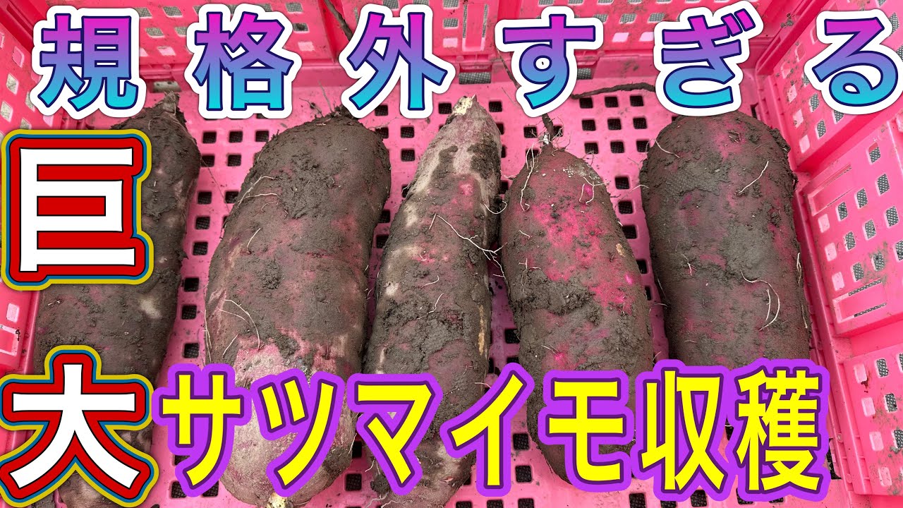 衝撃映像】驚愕！規格外すぎる巨大サツマイモを収穫 - YouTube
