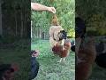 CHICKENS CAN JUMP?!🐔 Funny slow motion chickens jumping for grubs #funnychicken #chickens