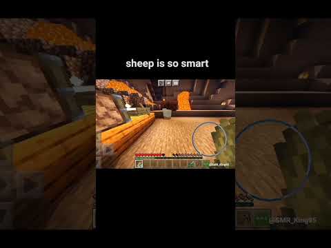 mission sheep unsuccessful