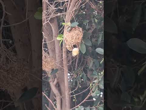 Bird and Nest#birds #birdsounds #nestingbird #ytshorts #lovebirds #shorts