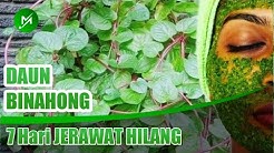 TIPS AMPUH Menghilangkan JERAWAT dengan DAUN BINAHONG, RESEP NENEK MOYANG - Durasi: 3.56. 