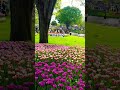 #amazing #flowers #ytshorts #beauty #youtubeshorts