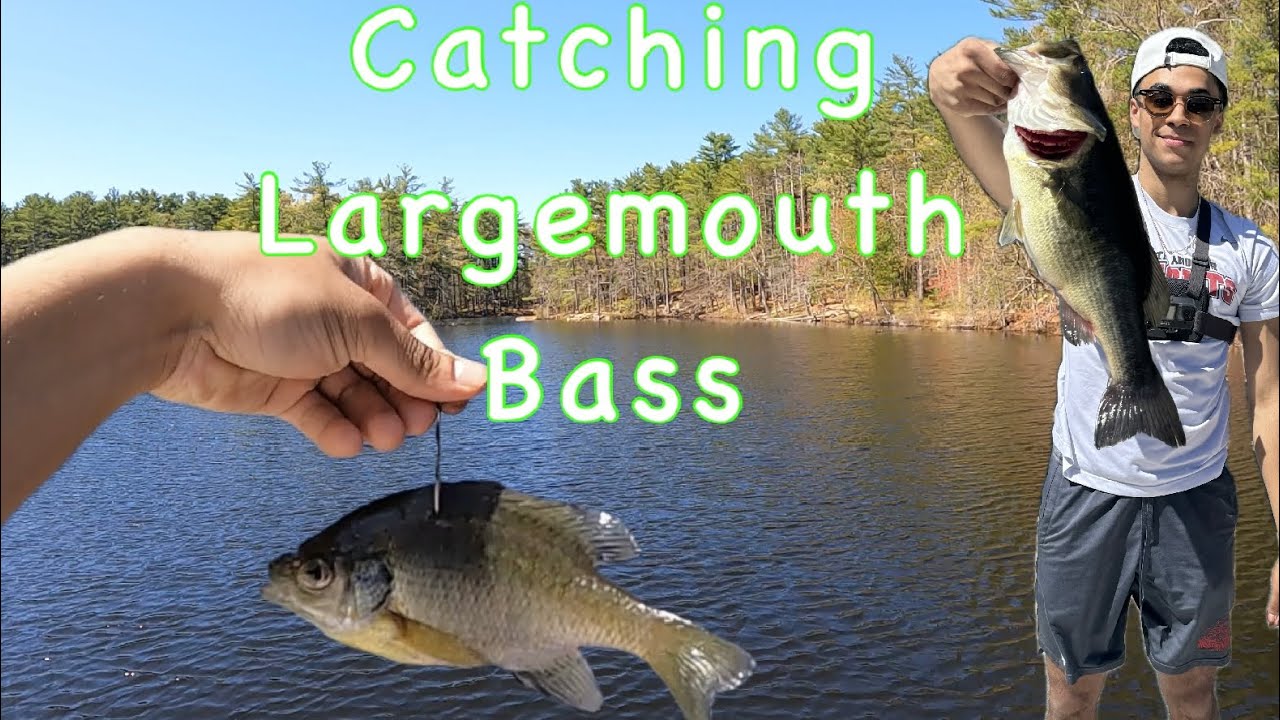 Catching Spawning Largemouth Bass with Live Bait!! NEW PB???