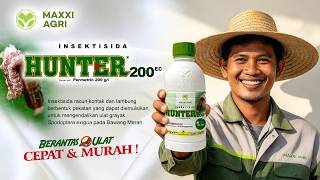 #maxxiagri : #insektisida  HUNTER 200EC, EFEKTIF BERANTAS #ulatgrayak BUDIDAYA #bawangmerah !!!