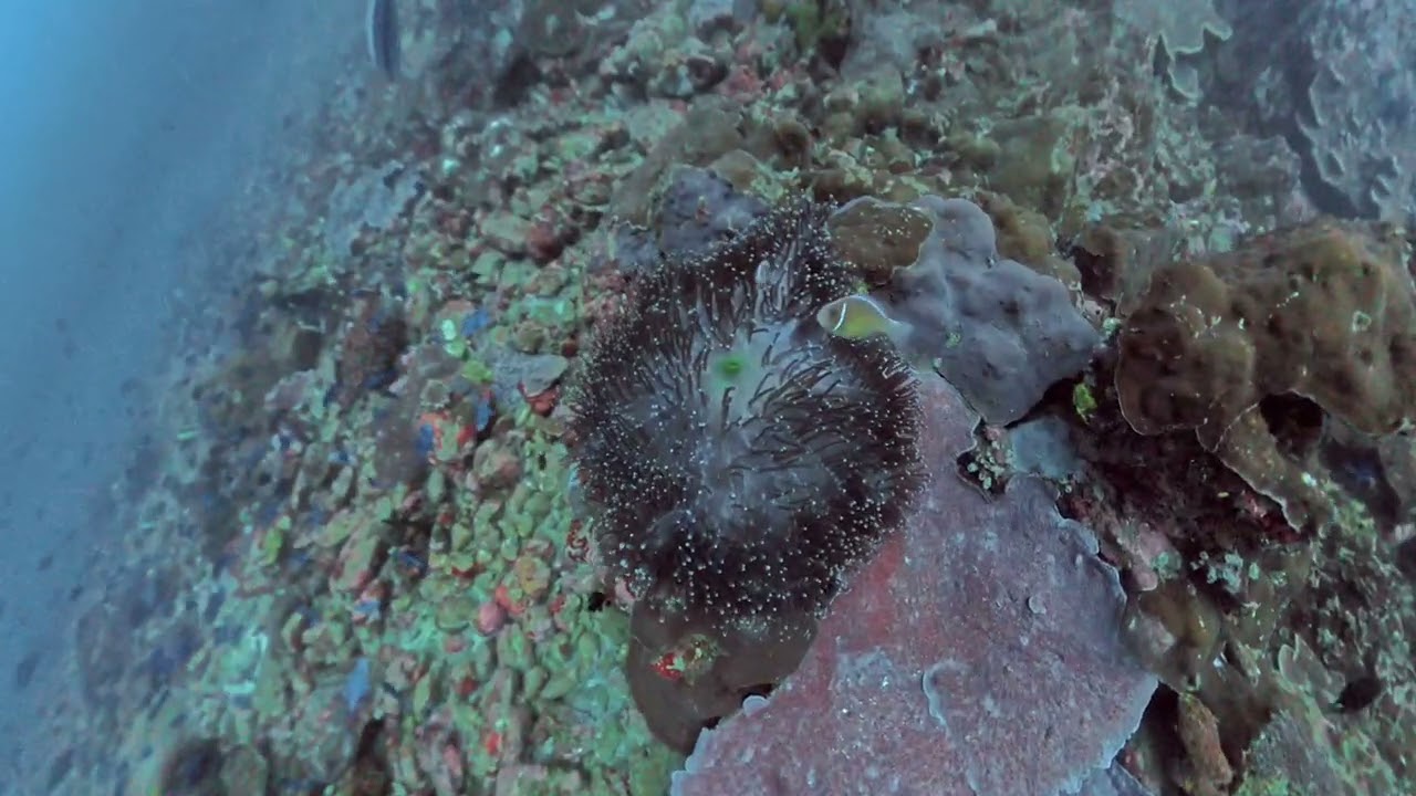 2025 Sabang Diving #2