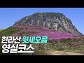 올해 역대급이었던 한라산 윗세오름 철쭉! 영실 등산코스 추천