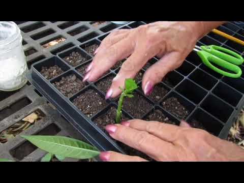 Video: Voortplanting Van Kroontjeskruid: Hoe Vermeerder Je Het Door Zaden Thuis? Hoe Een Bloemstengel Binnenshuis Te Rooten?