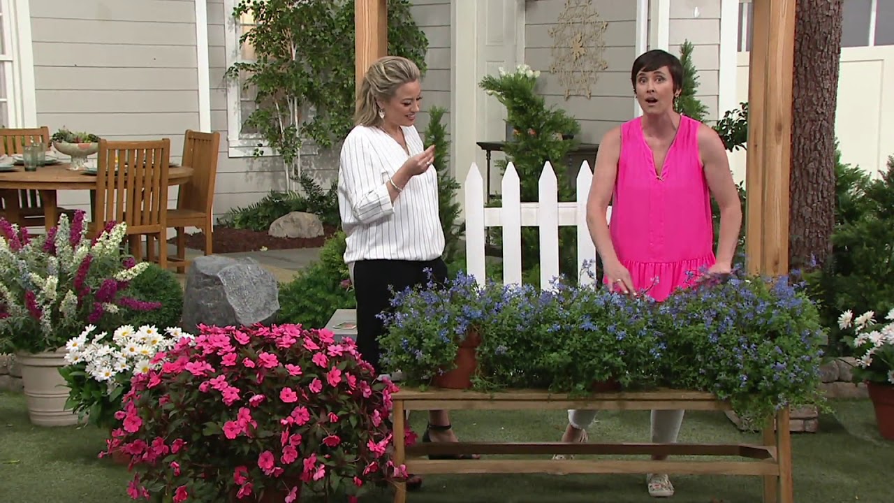 Cottage Farms 3 Piece Kitten Around Catmint Collection On Qvc