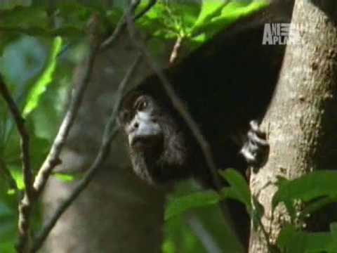 animal planet al extremo- ruidosos part 2 - YouTube