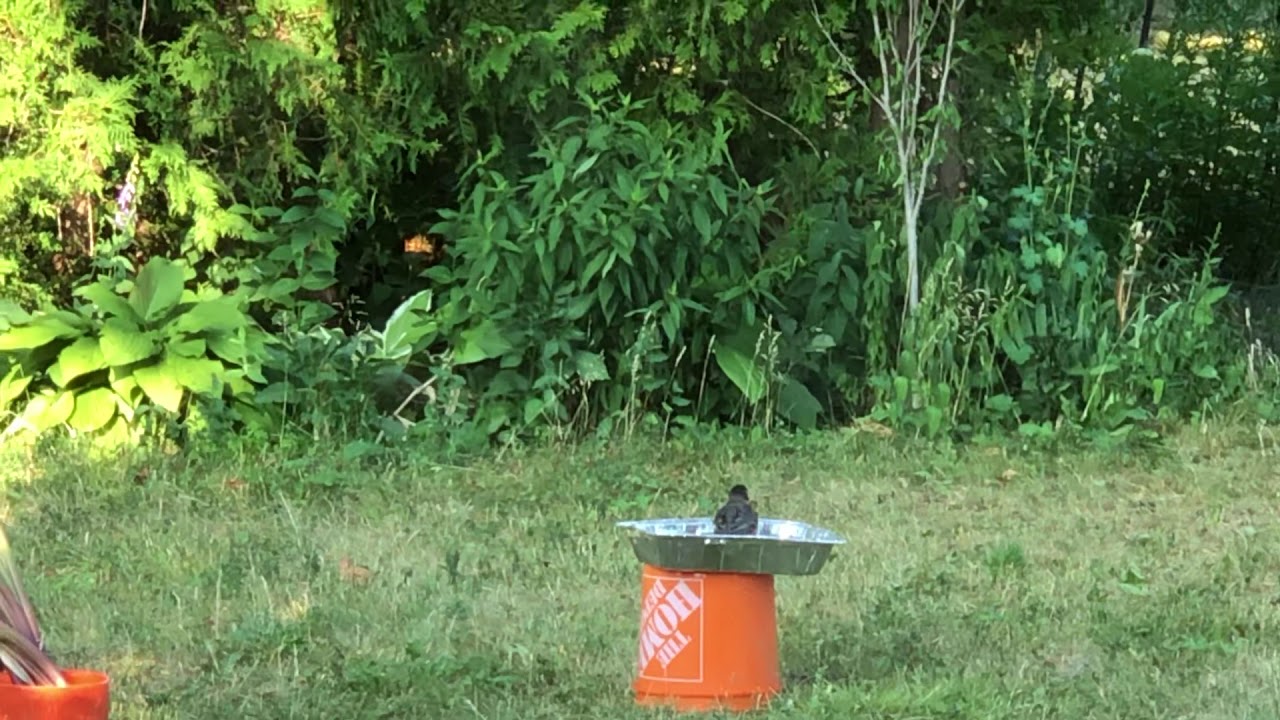 Backyard: bird’s bathing in hot summer