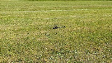 Protos 380 Autorotation Training 😎