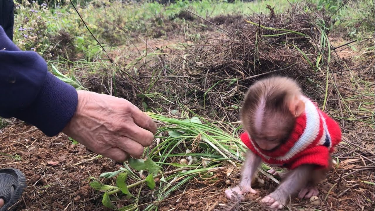 Maocau farmer go to harvest the farm for grandma