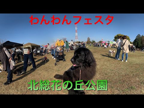 【犬イベント】わんわんフェスタin北総花の丘公園　2020/11/15 Newfoundland ニューファンドランド　ポメラニアン　Riku&Pou リクポー
