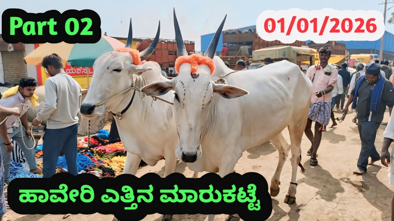 ಭಾಗ 02 ಹಾವೇರಿ ಎತ್ತಿನ ಪ್ಯಾಟಿ || Part 02 Haveri Bulls Market || Every Thursday Morning Bazor 