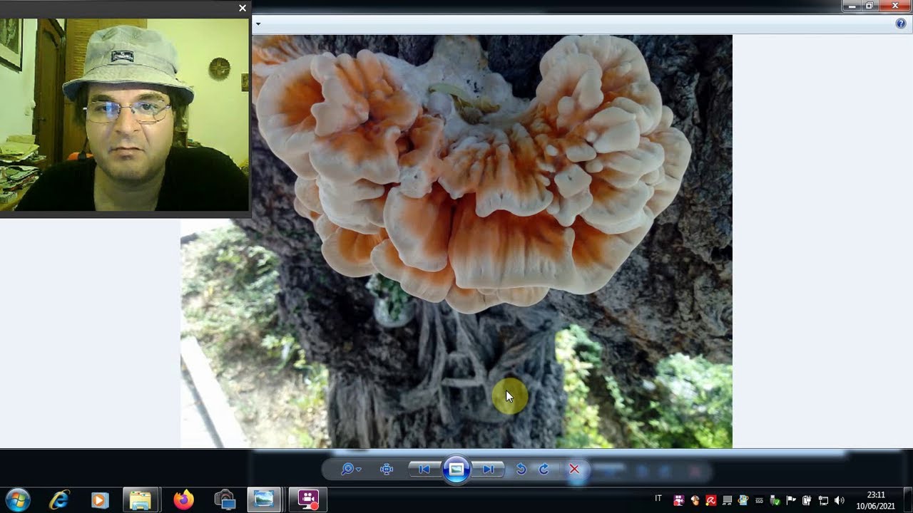 Legno e funghi xilovori , cellulosa, emicellulosa e lignina - 