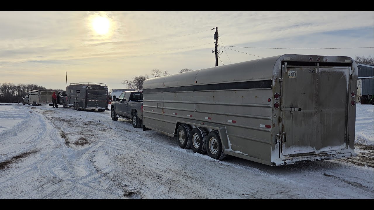 Телки на отгрузку