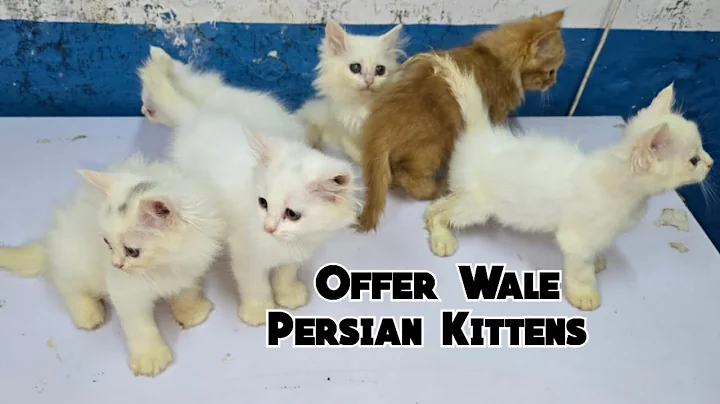 Video 11236781: persian kittens cattery, pet farms, white doll face kitten