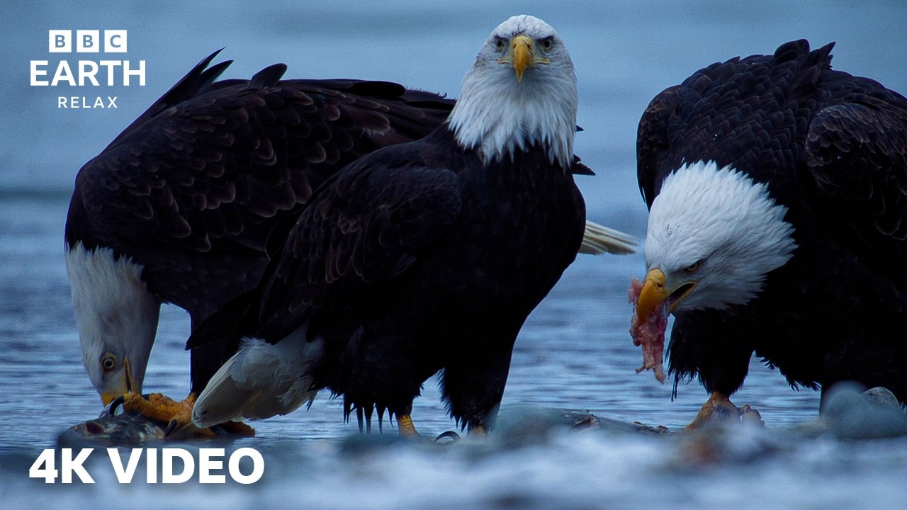 Frozen Wilderness In 4K | Alaska & Patagonia Wildlife | BBC Earth Relax