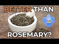 Brain Fog Treatment - The Truth About Veronica Officinalis (Speedwell)!
