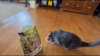 Solid Gold Sensitive Stomach Cat Food for Indoor Adult & Senior Cats