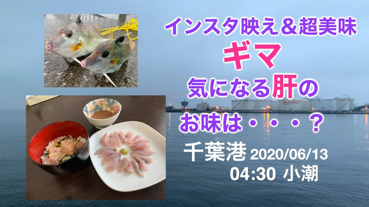 銀馬 ギマ を肝醤油で食べたら絶品すぎた 千葉港 Youtube