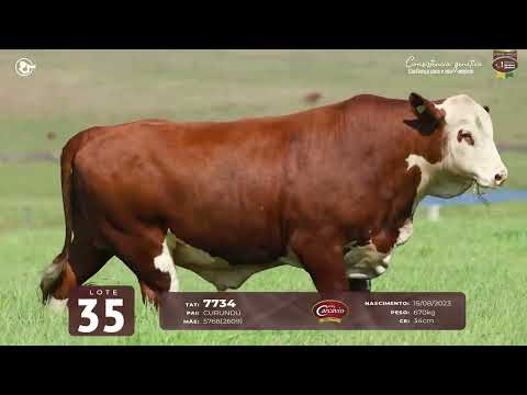 LOTE 35 - TAT 7734 M Braford