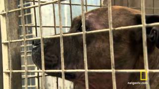 Przywódca Stada Uparty Bulterier