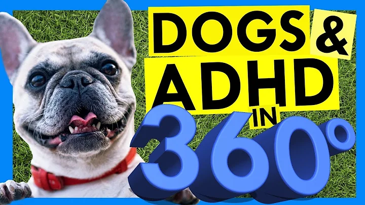 5 Ways Dogs Help ADHD Brains -- in 360 Degrees!!! - DayDayNews