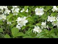 【樹木図鑑】バイカウツギの花　（野田市　Ｈ30.5.7）