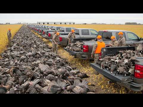 Record-Breaking Hunt 💥 U.S. Hunters Take Down 1,319 Wild Birds in Just 45 Minutes