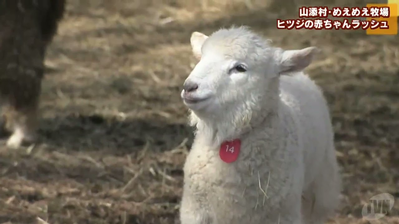 山添村 めえめえ牧場でヒツジの赤ちゃんラッシュ - YouTube