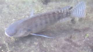 天天有魚 ~~吳郭魚
