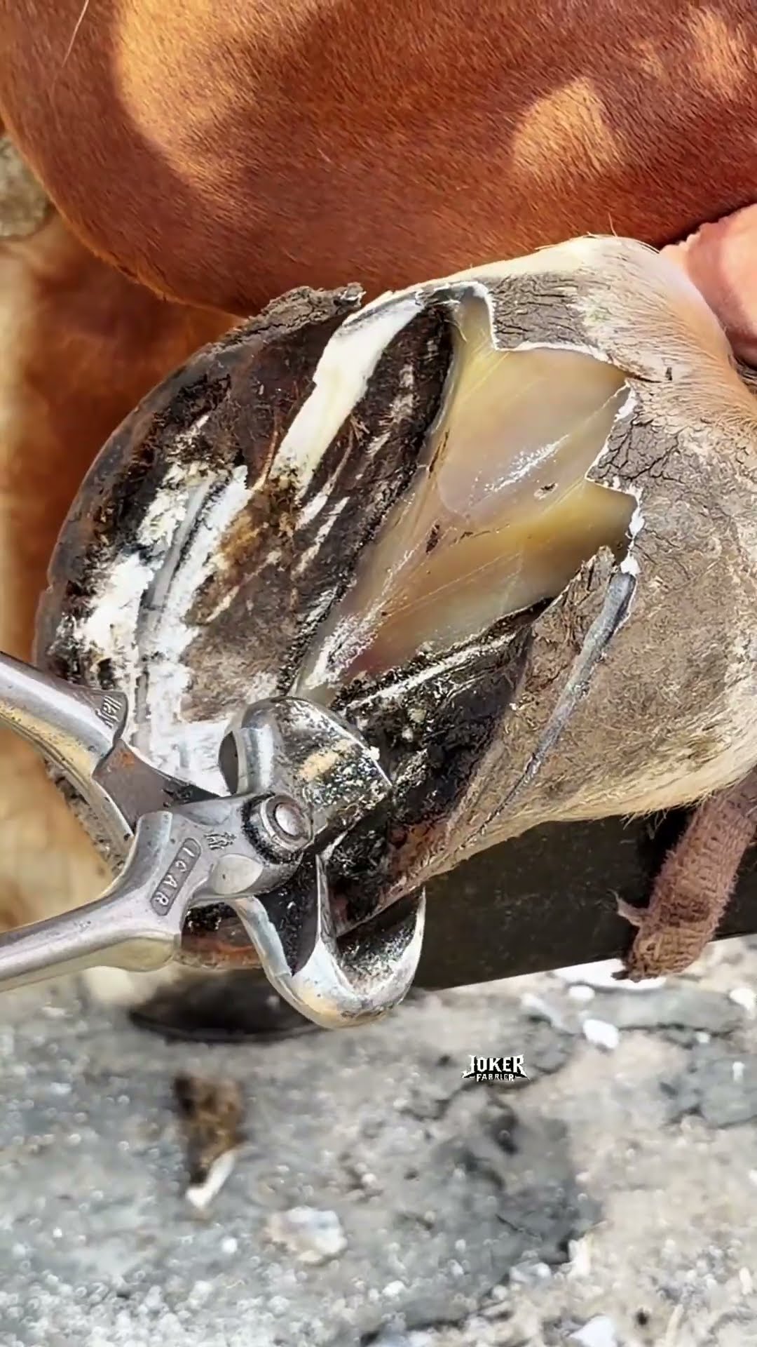 #horse #farrierlife #farrier #satisfying #horsecare #horsemanship #oddlysatisfying