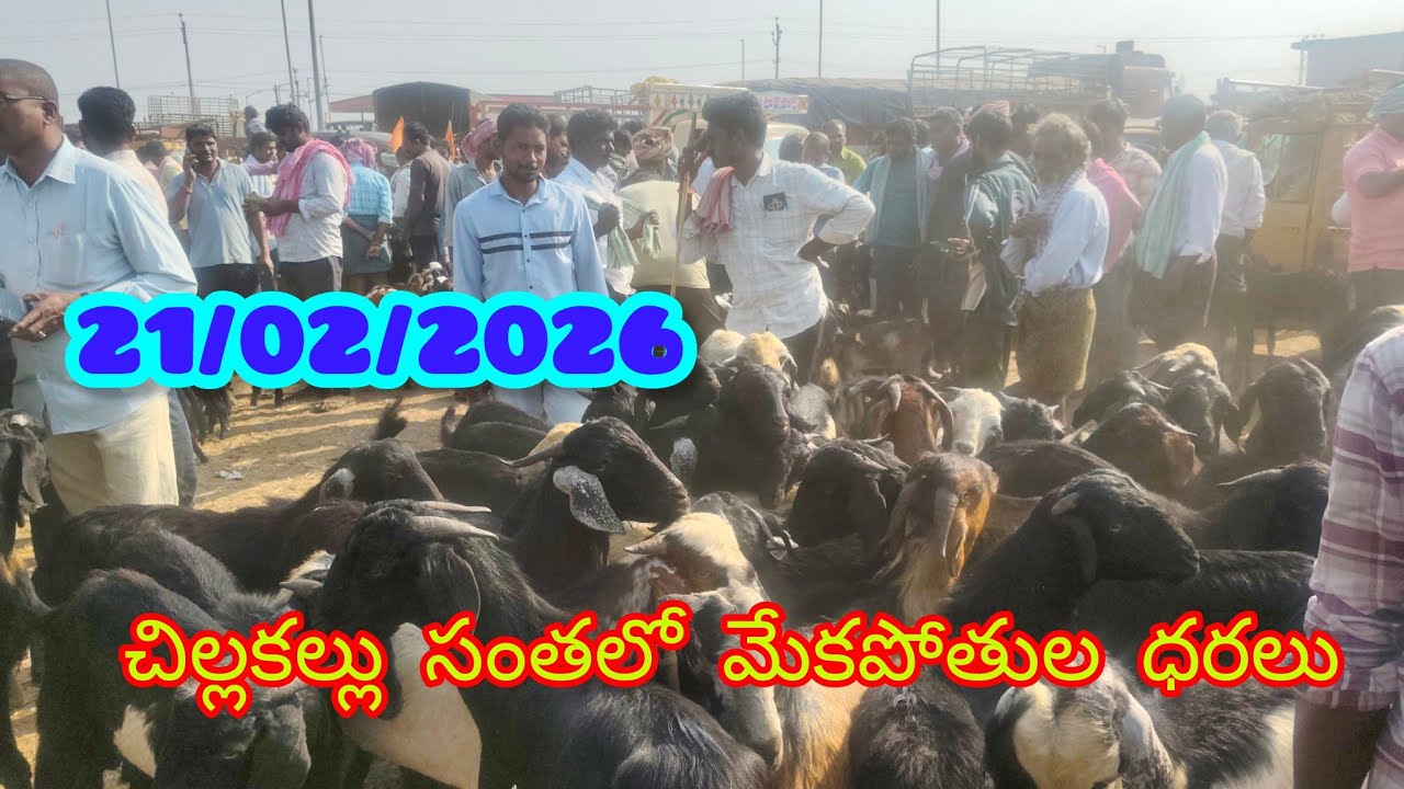 21/02/2026 చిల్లకల్లు సంతలో కొనుగోలు లేని మేకపోతులు శ్రీవాణి యూట్యూబ్ ఛానల్ 8897583990