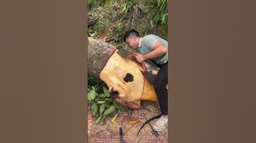 How to Properly Harvest Cinnamon: A Step-by-Step Demonstration from Tree to Spice