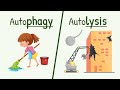 Autophagy and autolysis  functions of lysososme