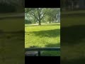 Cat Up A Tree; LiveBird Summer Training Camp for Buddy, g,g,grdpup of HOF Truckin Fritz,(Ep.1) 5.25
