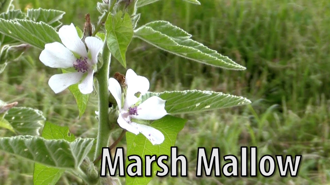 Survival Medicine Marsh Mallow Althaea Officinalis Youtube