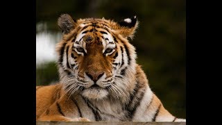 Pearl Sample Tiger TV