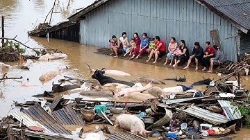 Bi Kịch Vùng Lũ : Hàng Loạt Trang Trại Xơ Xác, Vật Nuôi Nổi Trôi Đau Đớn !