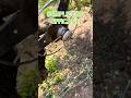 In attesa della trincia interfilare… #shortvideo #farming #agriculture #olivetree